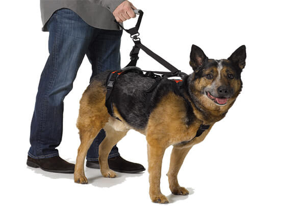 Help 'Em Up Harness Walking Handle - Main Image