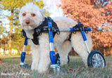 Walkin’® Wheels Front Neoprene Harness for Quad Wheelchair