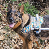 Walkin’® Warrior Front Harness Blue Orange Camo