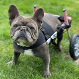 Walkin’® Front Vest Harness