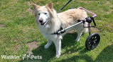 Walkin’® Wheels Medium Large Wheelchair