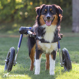 Walkin’® Wheels Medium Large Wheelchair