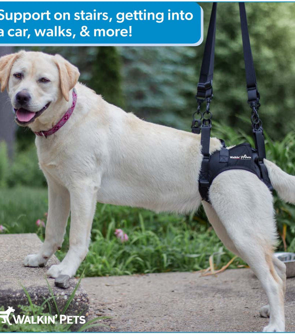 Walkin’® Warrior Rear Harness Blue Orange Camo