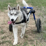 Walkin’® Wheels Medium Large Wheelchair