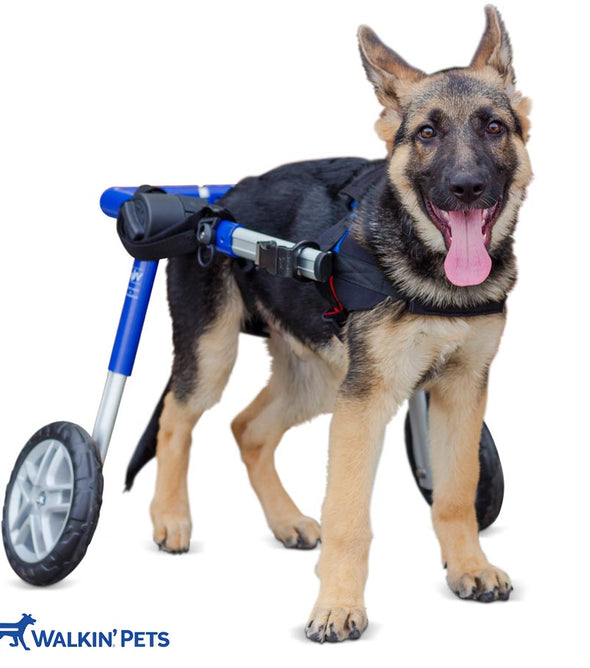 Walkin’® Wheels Medium Wheelchair