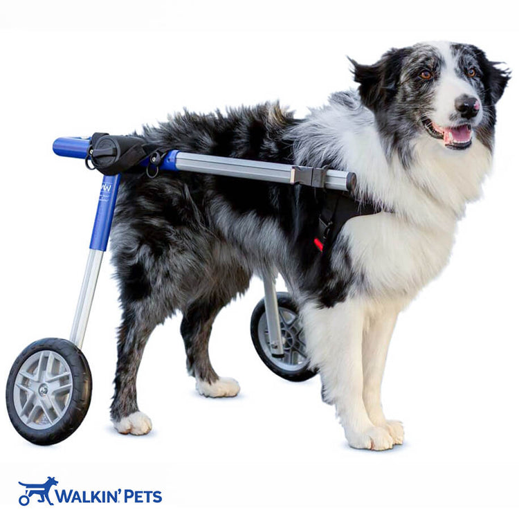 Walkin’® Wheels Medium Wheelchair