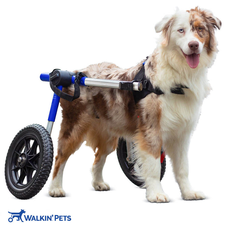 Walkin’® Wheels Medium Large Wheelchair